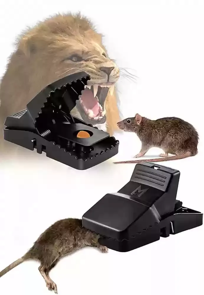 3ff5db6eaec654fe0e0462fe19cb9e83 Durable Mouse Trap Pack Of 3 – Reusable Rodent Catcher For Home, Kitchen, And Office Use With Strong Spring Mechanism An - Image 2