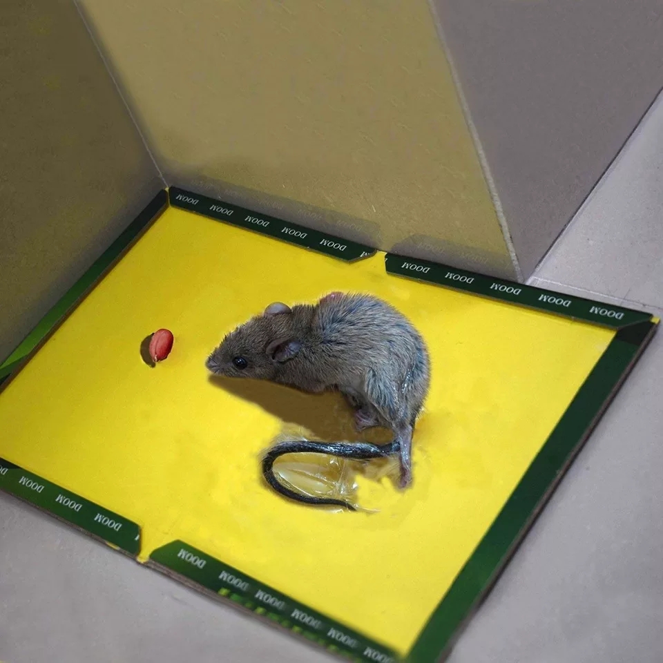 WhatsApp-Image-2023-11-15-at-1.51.02-PM Reusable Expert Mouse & Rat Glue Trap – Heavy Duty, Strong Adhesive, Pre-Baited, Non-Toxic, Odorless, Child-Safe Pes - Image 4