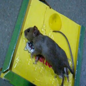 Reusable Expert Mouse & Rat Glue Trap – Heavy Duty, Strong Adhesive, Pre-Baited, Non-Toxic, Odorless, Child-Safe Pes