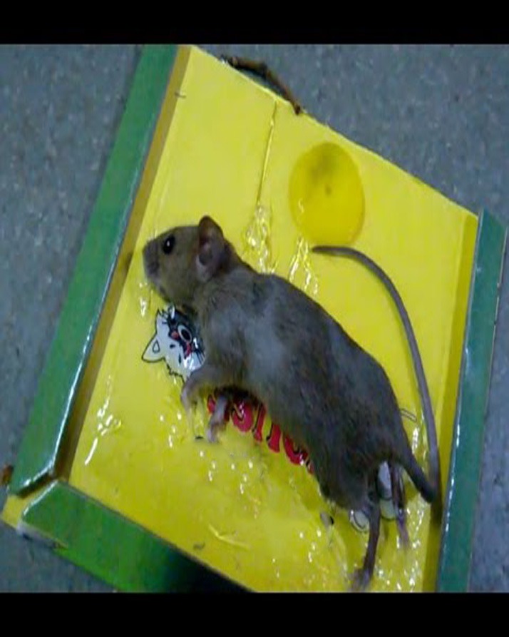 WhatsApp-Image-2023-11-15-at-1.51.03-PM-1 Reusable Expert Mouse & Rat Glue Trap – Heavy Duty, Strong Adhesive, Pre-Baited, Non-Toxic, Odorless, Child-Safe Pes