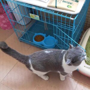 Cat Shaped Double food bowl Pet Plastic food bowl (Random Color)
