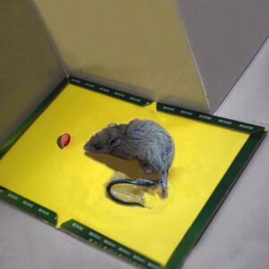 Mouse and Rat Glue Board  (Book Type)